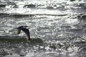 Seagull flying over glossy water