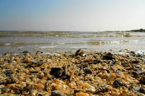 the beach is littered with shells