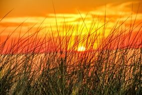 view through the grass at a romantic sunset