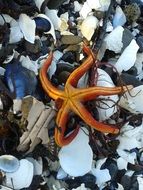 Starfish Ocean