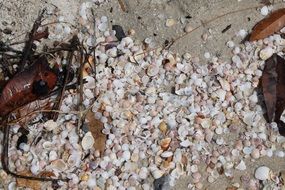 Seashells on the sand close up