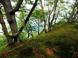 beech forest on a hill