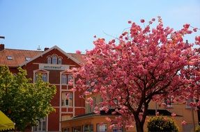 Picture of Hotel and cherry tree