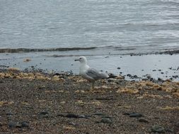 seagull at the water's edge