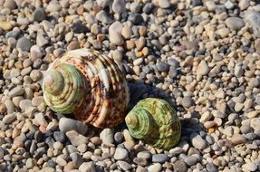 Two spiral Seashells on pebble Beach