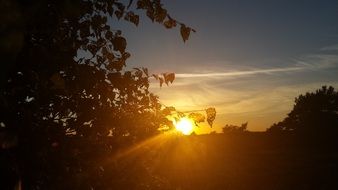 bright sun in the crowns of trees at sunset