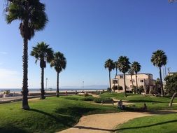 palm trees on the beach in California