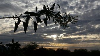 Colorful Sunset and Grey Clouds above the plants