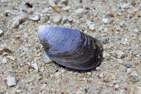 seashell on the beach close up