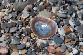 colorful half seashell on beach pebbles