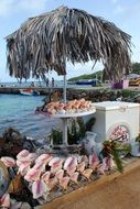 Souvenir Shells