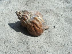 snail house on sand beach