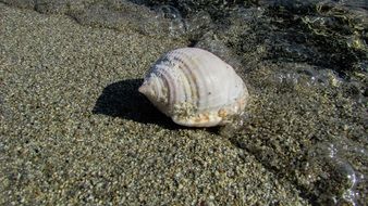 sea shell on the beach