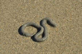 Worm on a sand beach