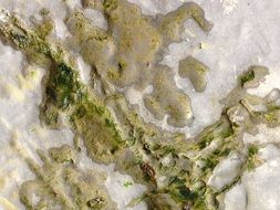 seaweed on white rocks on the coast