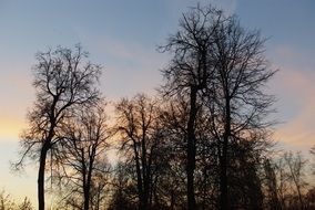 sunset over the trees