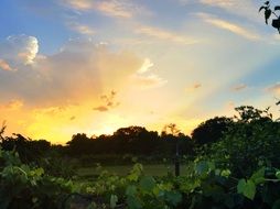 sunset sky in the forest
