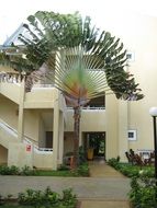 Pictures of palm tree in front of hotels in Samana, Dominican Republic