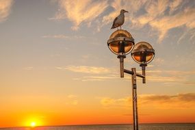 seagull on a lantern at sunset