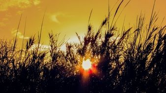 Sunset Sunlight Reeds