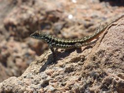 lizard on the pink beach in Santa Catarina close-up