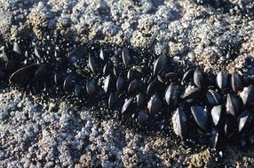 Rock Mold Sea