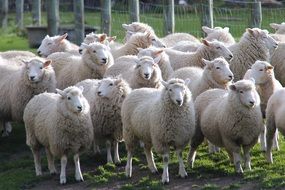 Sheep Walter Peak