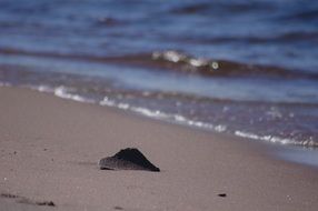 black leaf on the sand by the sea