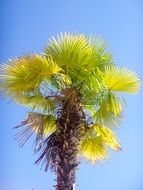 tall palm tree in summer