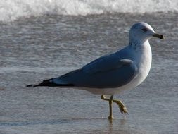 gray seagull walks along the water along the beach