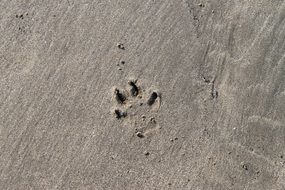 trace of a animal in the sand in the sun