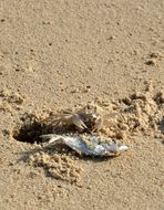 dry fish on the beach