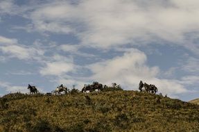 Arrieros Peruvian