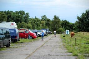 vans, people and cow on Camping in Wilderness