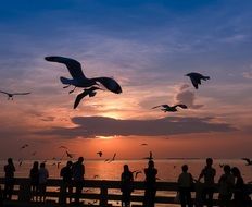 birds over people on the beach at sunset