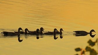 ducks on the lake at golden sunset