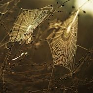 Spider web on the meadow with the light