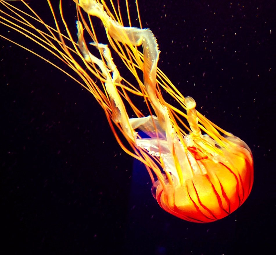 wonderful Jellyfish in Aquarium