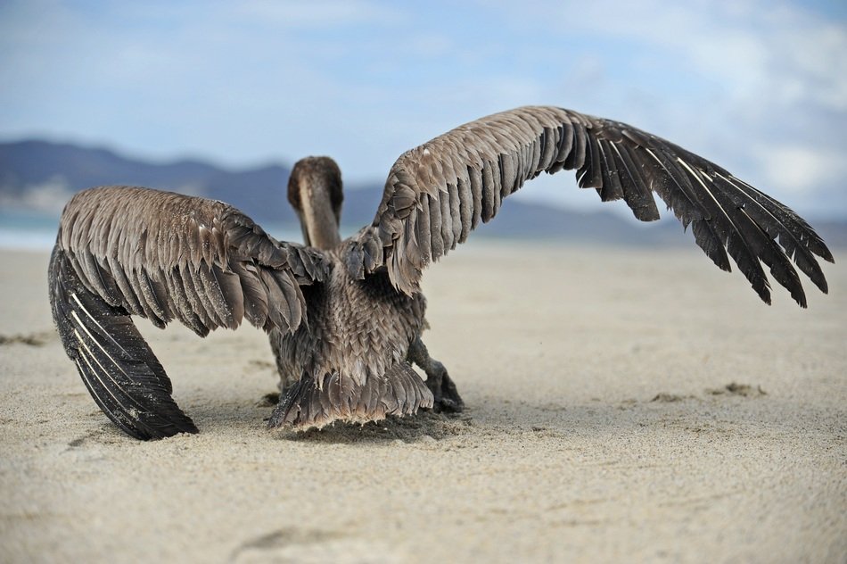 close-up picture of pelican bird on a sandy beach