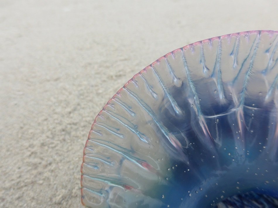 ravishing Jellyfish Beach