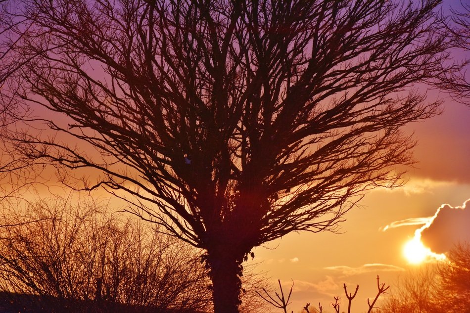 tree against orange sky