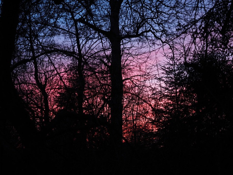 purple sunset in the forest