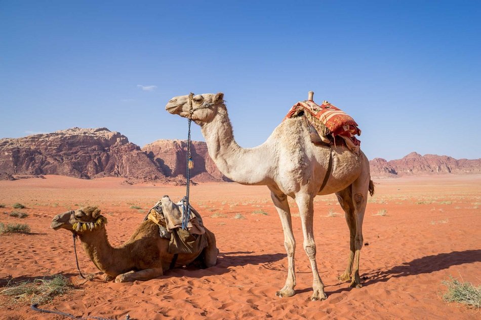 wild Camels in Wadi Rum