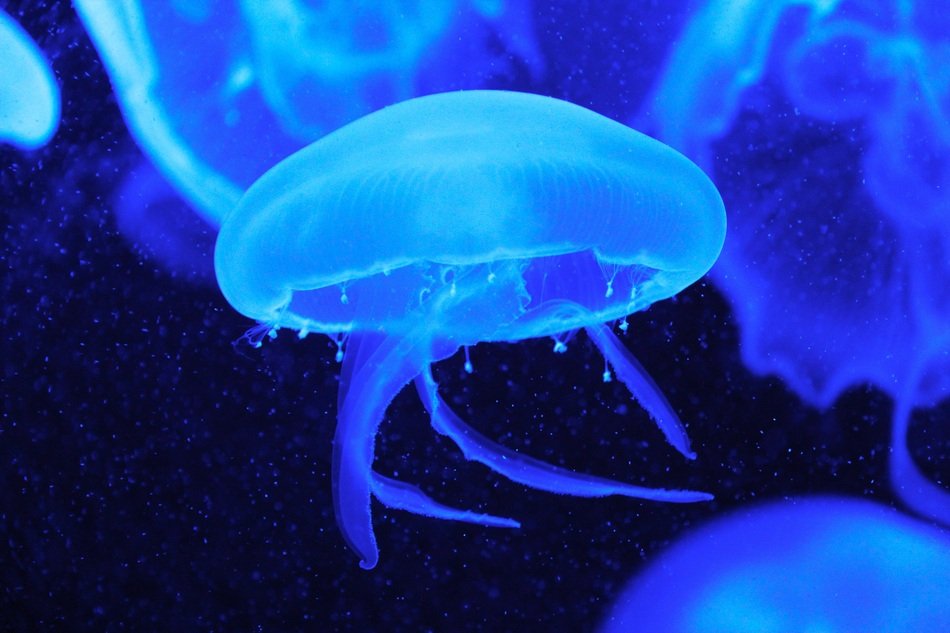 jellyfish in aquarium
