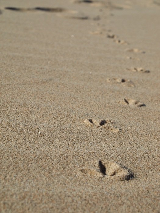 footprints of seagulls in the sand