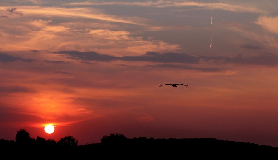 flying stork in the evening