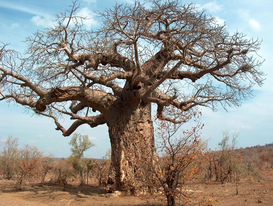 Tree in Kruger