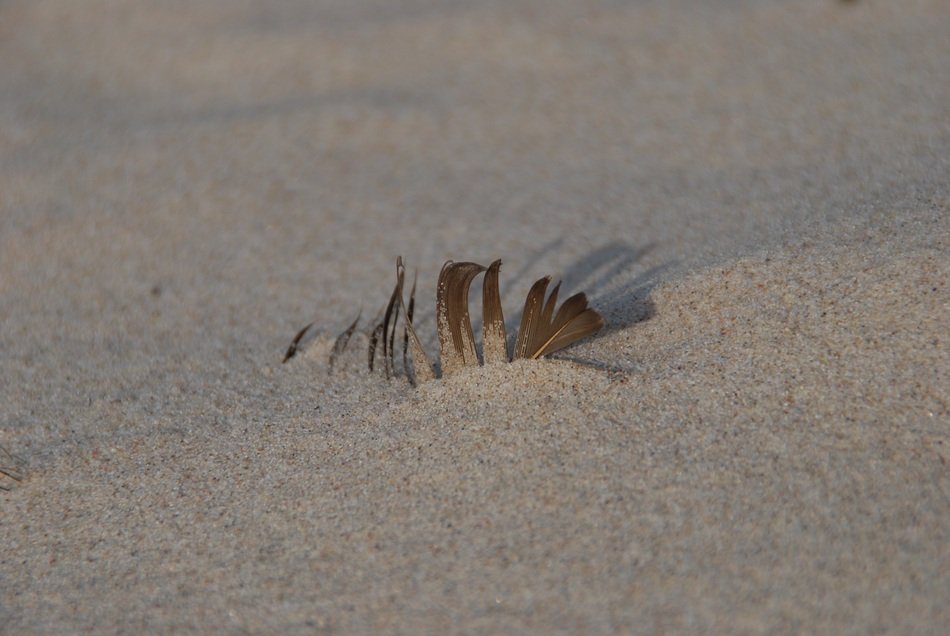 feather in the sand on the Baltic Sea