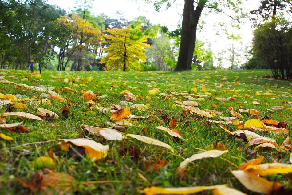 Beautiful Autumn