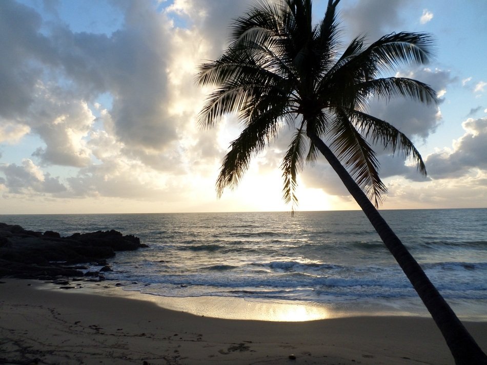 Palm tree on a tropical ocean beach